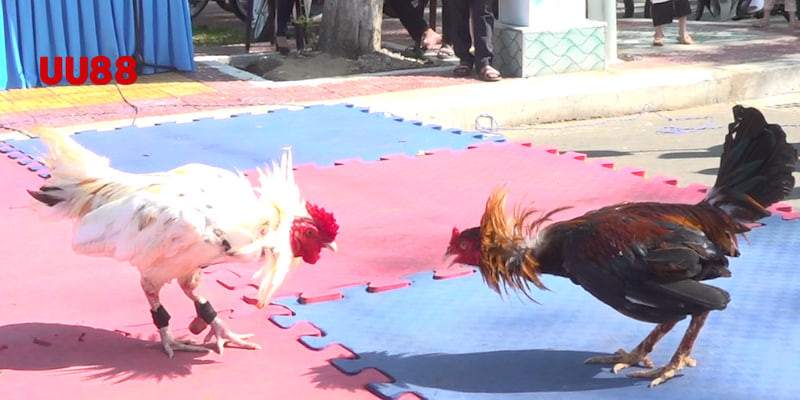 Chọn gà phong thủy tại UU88