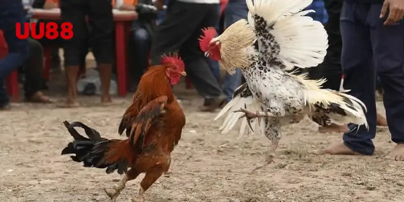 Tổng Quan Về Đá Gà UU88