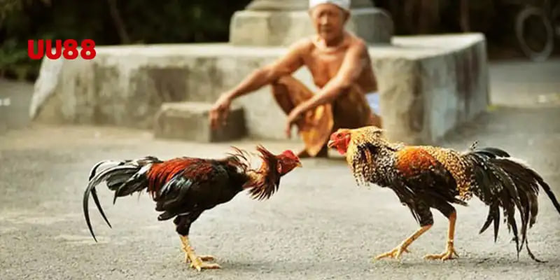 Xem trực tiếp qua hệ thống uy tín chất lượng ổn định